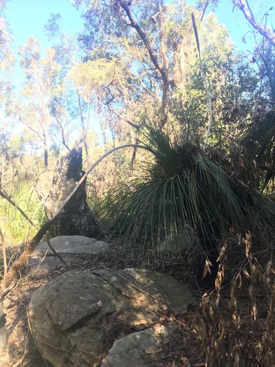 Xanthorrhoea arborea, photographed by Thomas Mesaglio