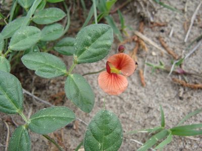 Macroptilium gibbosifolium, photographed by Alexis López Hernández