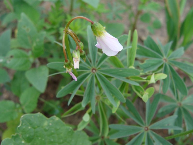 Oxalis decaphylla, photographed by Alexis López Hernández