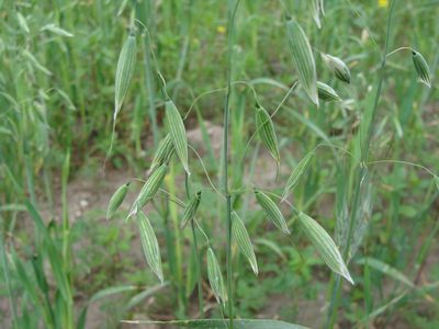 Avena sativa, photographed by Alexis López Hernández