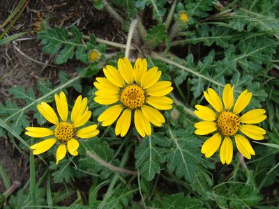 Dugesia mexicana, photographed by Alexis López Hernández