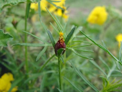 Heterosperma pinnatum, photographed by Alexis López Hernández
