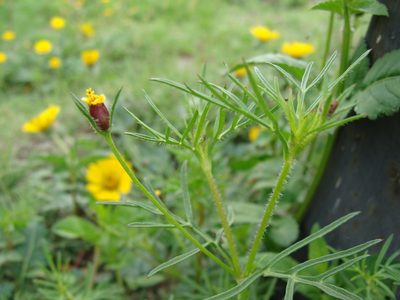 Heterosperma pinnatum, photographed by Alexis López Hernández
