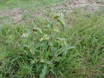 Commelina tuberosa, photographed by Alexis López Hernández