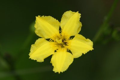 Liparophyllum exaltatum, photographed by dhfischer