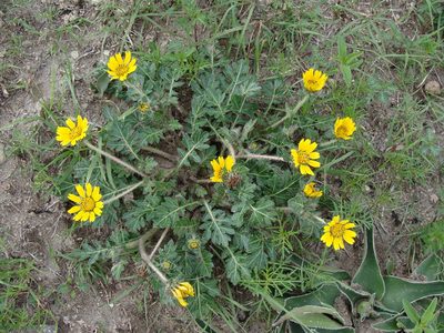 Dugesia mexicana, photographed by Alexis López Hernández