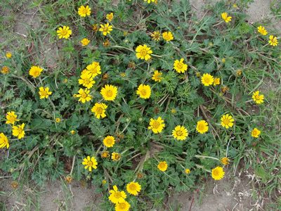 Dugesia mexicana, photographed by Alexis López Hernández