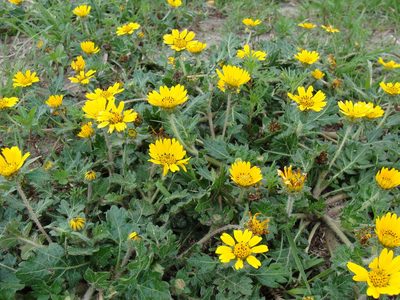 Dugesia mexicana, photographed by Alexis López Hernández