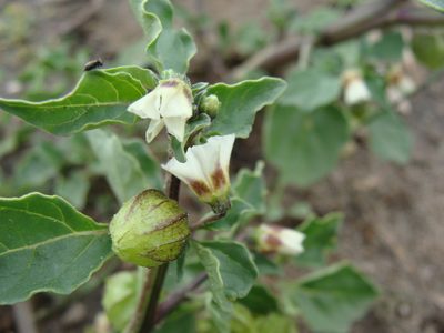 Physalis sulphurea, photographed by Alexis López Hernández