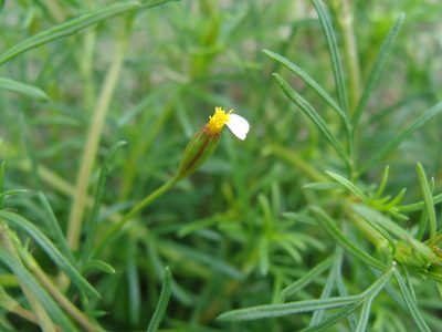 Tagetes filifolia, photographed by Alexis López Hernández