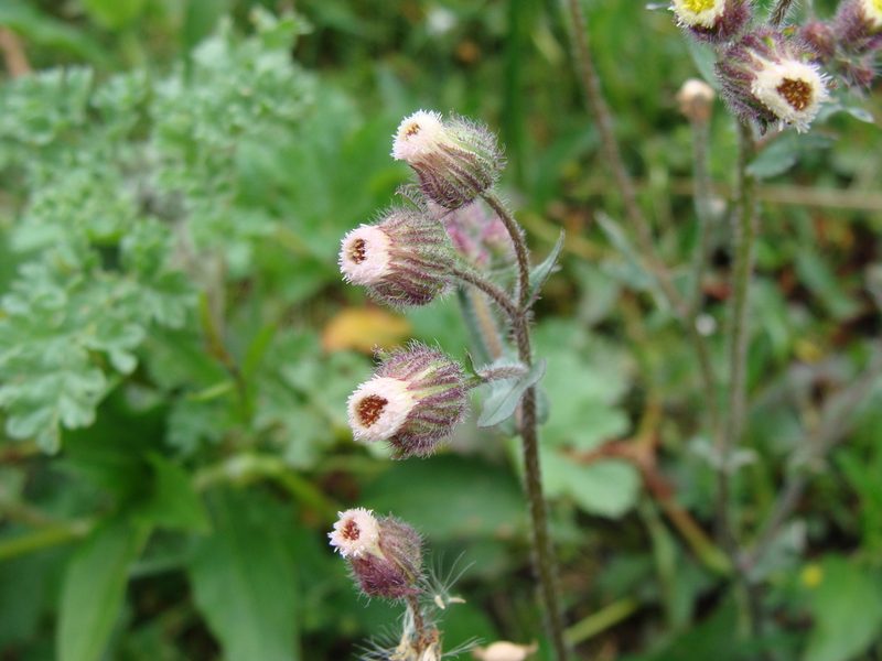 Erigeron variifolius, photographed by Alexis López Hernández