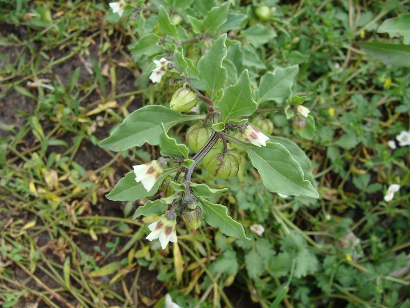 Physalis sulphurea, photographed by Alexis López Hernández