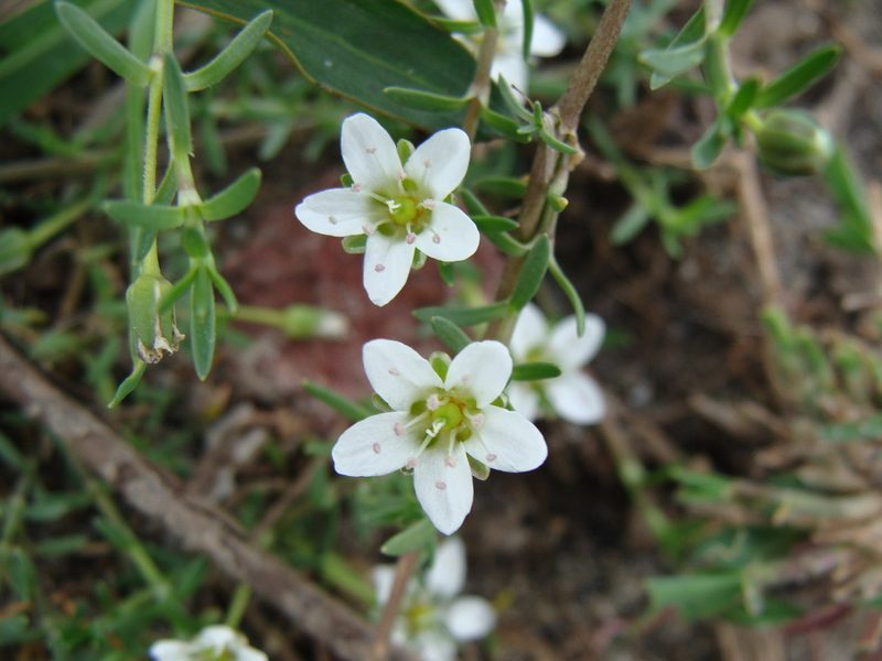 Arenaria bourgaei, photographed by Alexis López Hernández