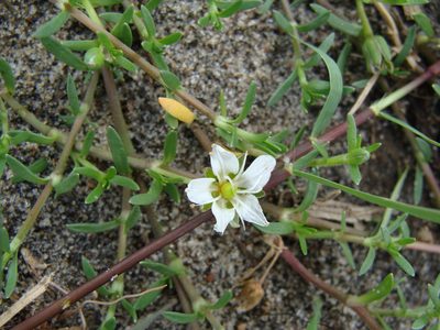 Arenaria bourgaei, photographed by Alexis López Hernández