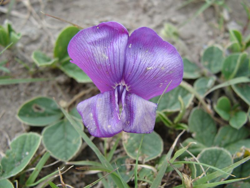 Cologania obovata, photographed by Alexis López Hernández