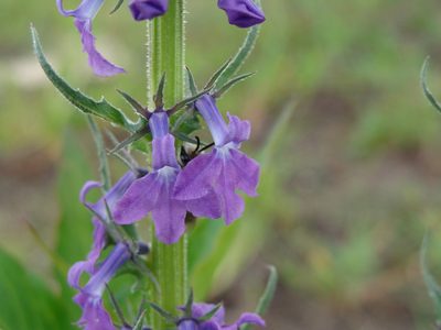 Lobelia fenestralis, photographed by Alexis López Hernández