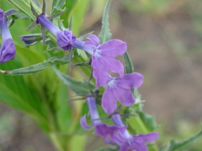 Lobelia fenestralis, photographed by Alexis López Hernández