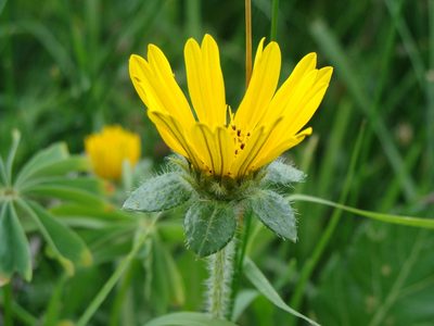 Dugesia mexicana, photographed by Alexis López Hernández