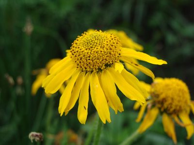 Hybridella globosa, photographed by Alexis López Hernández