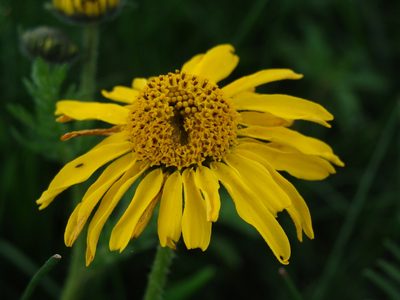 Hybridella globosa, photographed by Alexis López Hernández