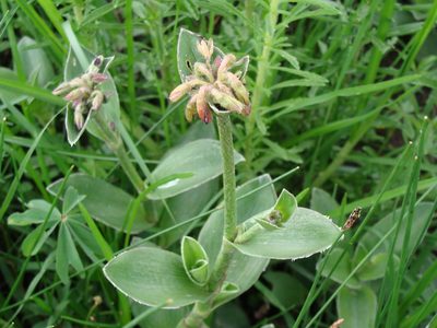 Tradescantia crassifolia, photographed by Alexis López Hernández
