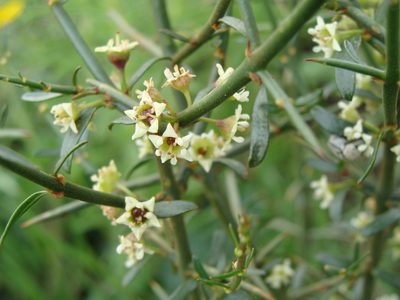 Adolphia infesta, photographed by Alexis López Hernández