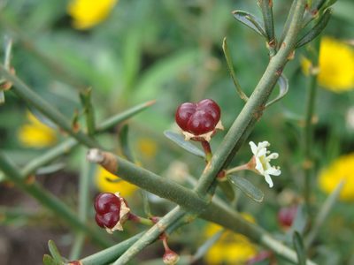 Adolphia infesta, photographed by Alexis López Hernández