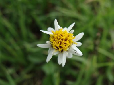 Tridax coronopifolia, photographed by Alexis López Hernández