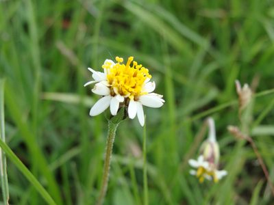 Tridax coronopifolia, photographed by Alexis López Hernández