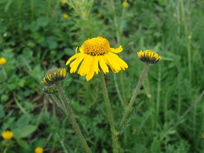 Hybridella globosa, photographed by Alexis López Hernández