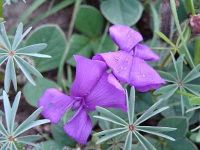 Cologania obovata, photographed by Alexis López Hernández