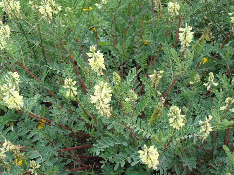 Astragalus radicans, photographed by Alexis López Hernández