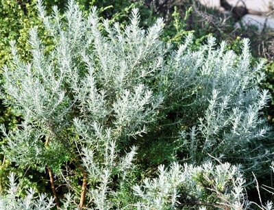 Olearia axillaris, photographed by Peter Crowcroft