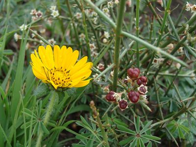 Adolphia infesta, photographed by Alexis López Hernández