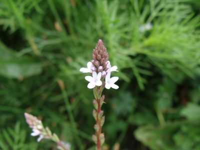 Verbena carolina, photographed by Alexis López Hernández