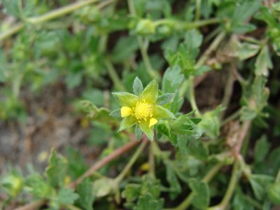 Potentilla rivalis, photographed by Alexis López Hernández