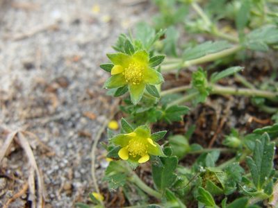 Potentilla rivalis, photographed by Alexis López Hernández