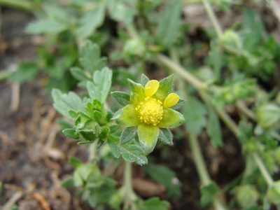 Potentilla rivalis, photographed by Alexis López Hernández