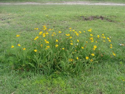 Hybridella globosa, photographed by Alexis López Hernández