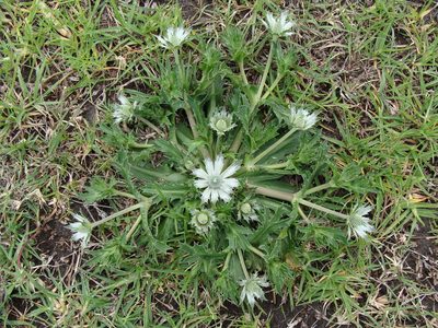 Eryngium carlinae, photographed by Alexis López Hernández