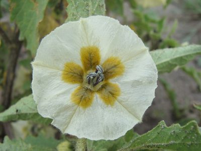 Physalis acutifolia, photographed by Alexis López Hernández