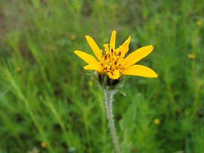 Simsia amplexicaulis, photographed by Alexis López Hernández