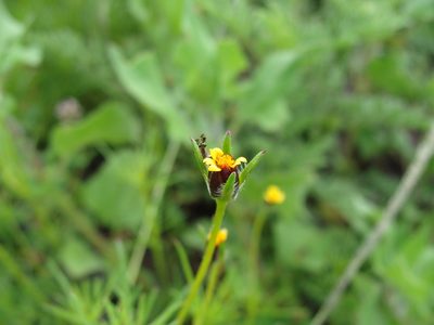 Heterosperma pinnatum, photographed by Alexis López Hernández