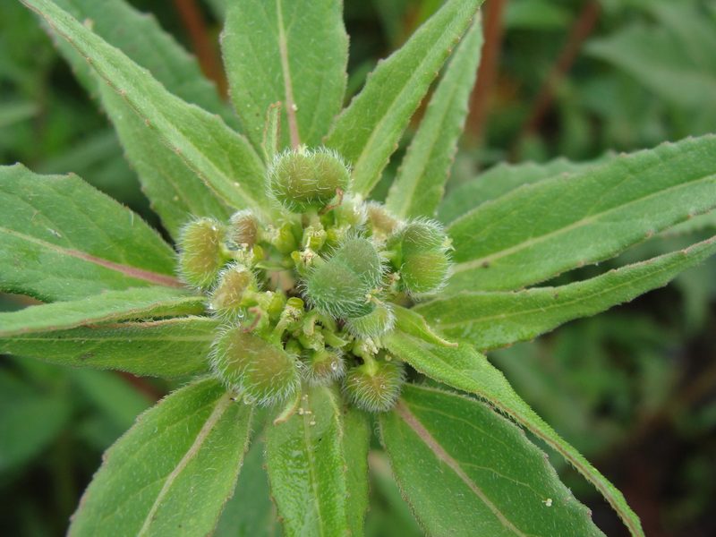 Euphorbia tubadenia, photographed by Alexis López Hernández