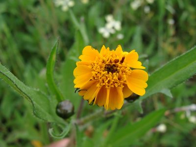 Tridax trilobata, photographed by Alexis López Hernández