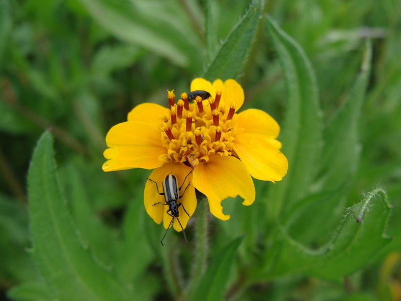 Tridax trilobata, photographed by Alexis López Hernández