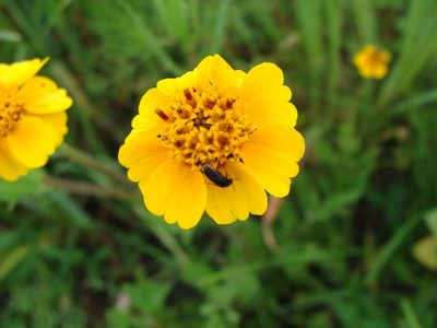 Tridax trilobata, photographed by Alexis López Hernández