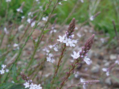 Verbena carolina, photographed by Alexis López Hernández
