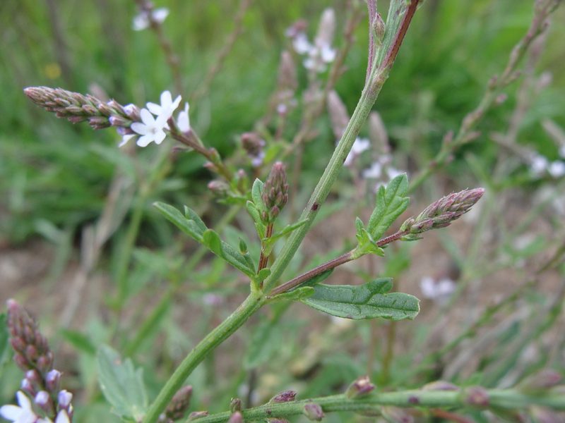 Verbena carolina, photographed by Alexis López Hernández