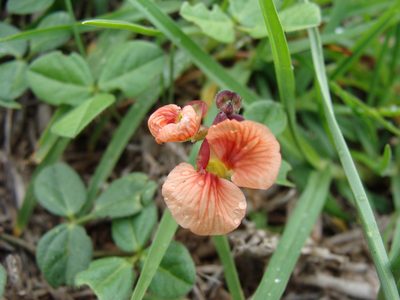 Macroptilium gibbosifolium, photographed by Alexis López Hernández